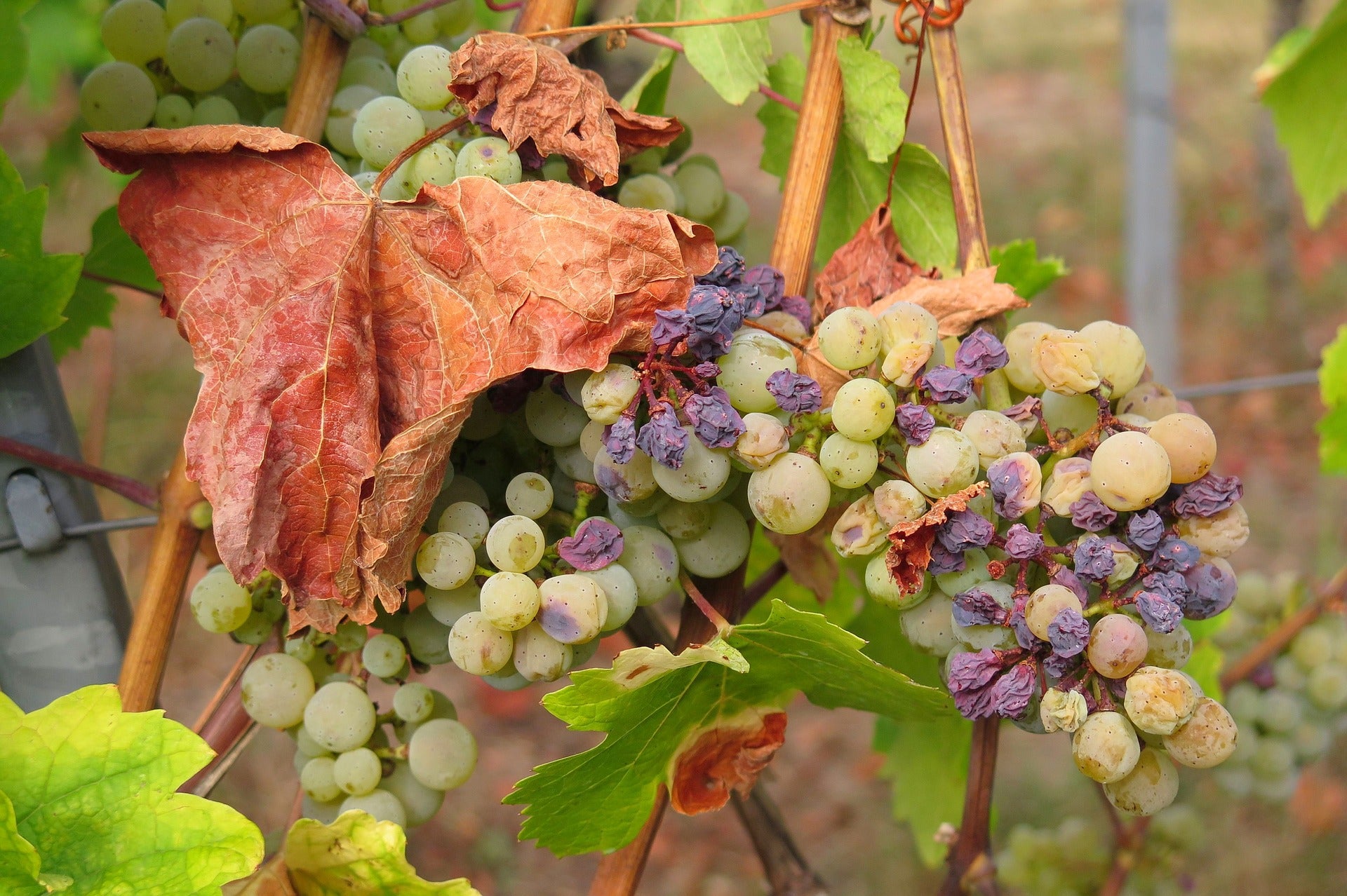 Grape Raisels Comparing the nutritional content of Grapes and Raisins – KOYAH