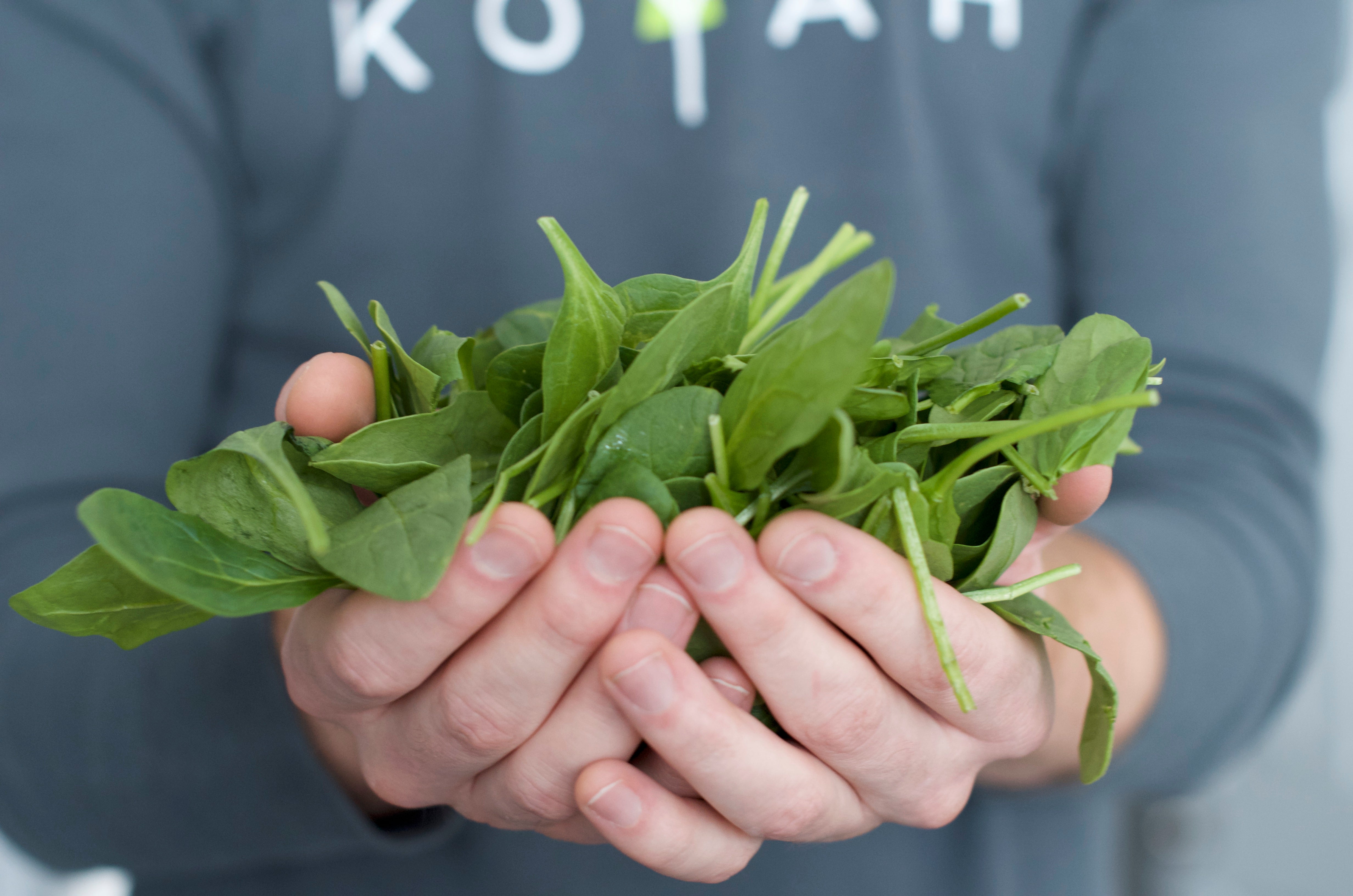Importance Of Fruits And Vegetables KOYAH importance-of-fruits-and-vegetables-koyah