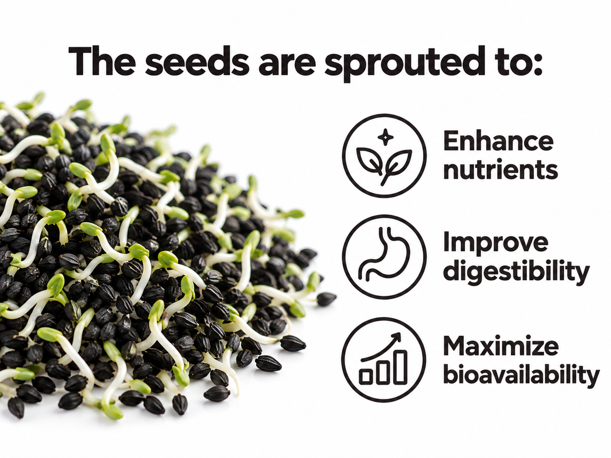 Pile of sprouted black cumin seeds with green shoots: the seeds are sprouted to enhance nutrients, improve digestibility and maximize bioavailability
