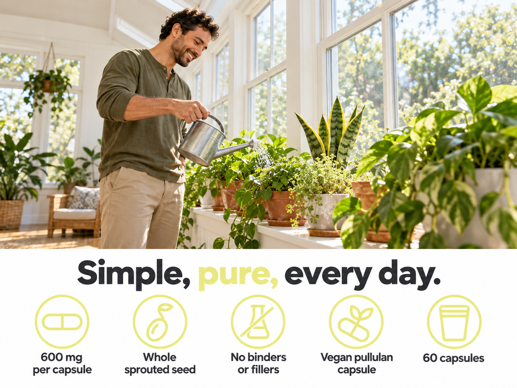 Man watering houseplants in a bright sunroom: simple, pure, every day - 600 mg per capsule, whole sprouted seed, no binders or fillers, vegan pullulan capsule, 60 capsules