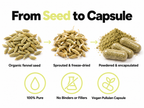 From seed to capsule: organic fennel seed, sprouted and freeze-dried, then powdered and encapsulated - 100% pure, no binders or fillers, vegan pullulan capsule