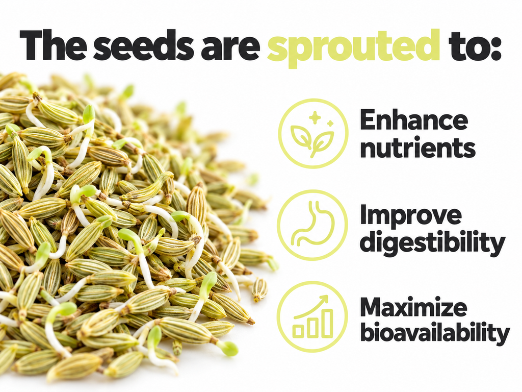 Pile of sprouted fennel seeds with small shoots: the seeds are sprouted to enhance nutrients, improve digestibility and maximize bioavailability