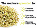 Pile of sprouted fennel seeds with small shoots: the seeds are sprouted to enhance nutrients, improve digestibility and maximize bioavailability