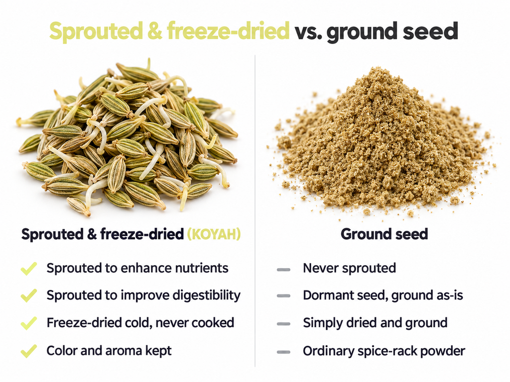 Sprouted and freeze-dried fennel seed (KOYAH) compared with ordinary ground fennel seed powder