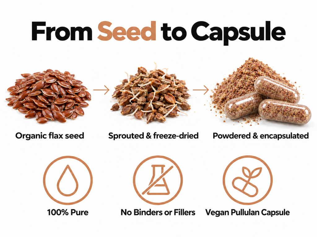 From seed to capsule: organic flax seed, sprouted and freeze-dried, then powdered and encapsulated - 100% pure, no binders or fillers, vegan pullulan capsule