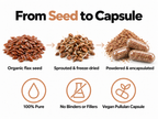 From seed to capsule: organic flax seed, sprouted and freeze-dried, then powdered and encapsulated - 100% pure, no binders or fillers, vegan pullulan capsule