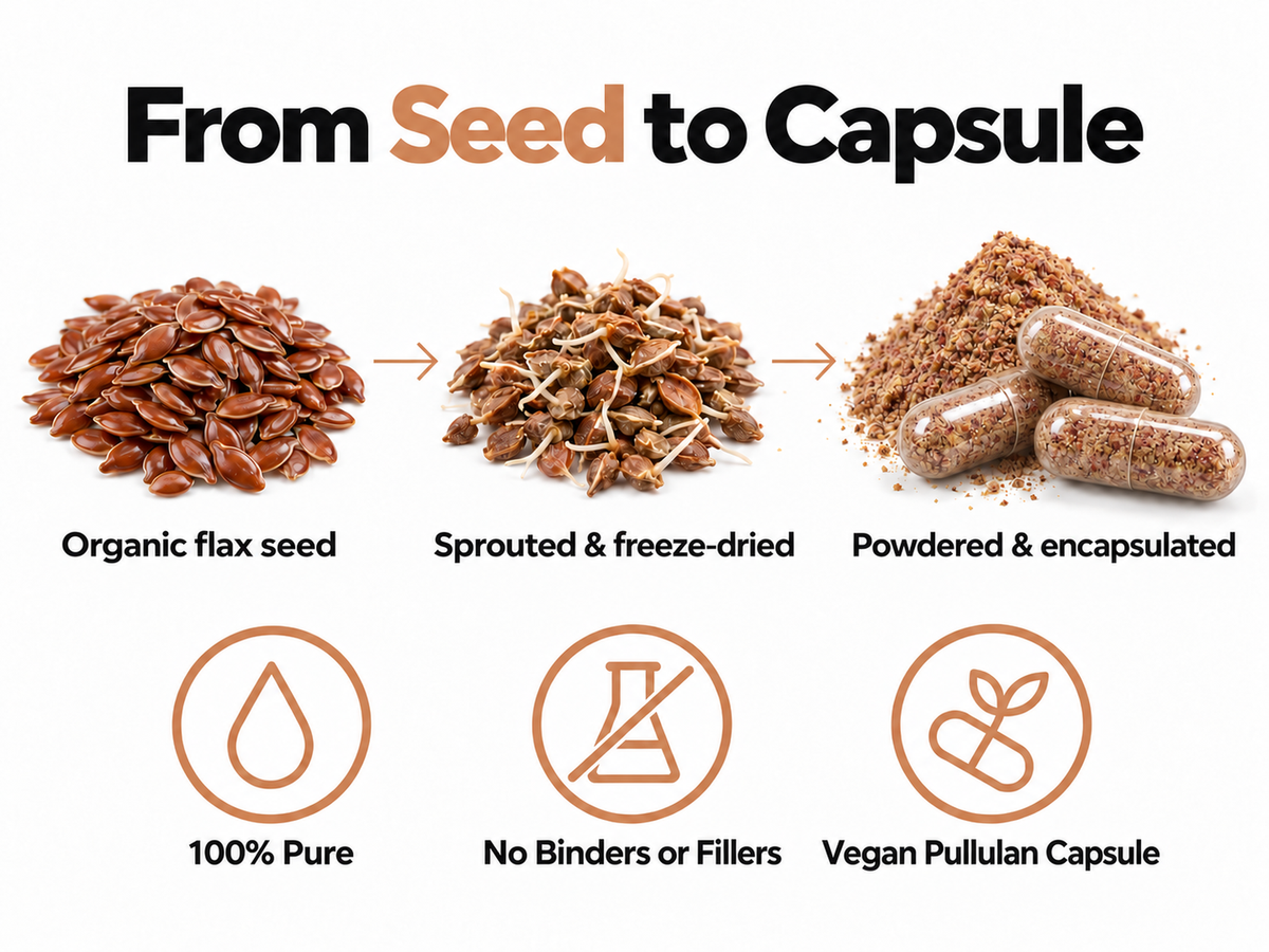 From seed to capsule: organic flax seed, sprouted and freeze-dried, then powdered and encapsulated - 100% pure, no binders or fillers, vegan pullulan capsule