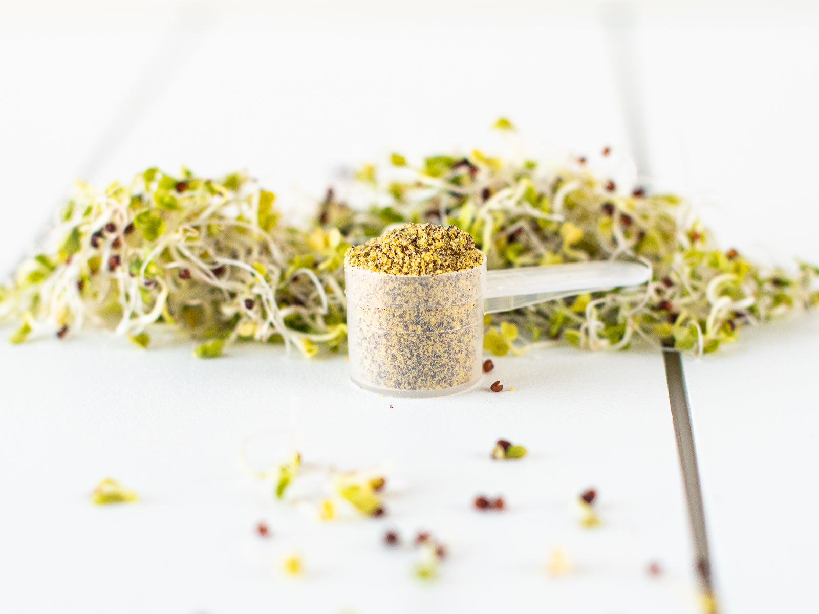 broccoli sprout powder scoop